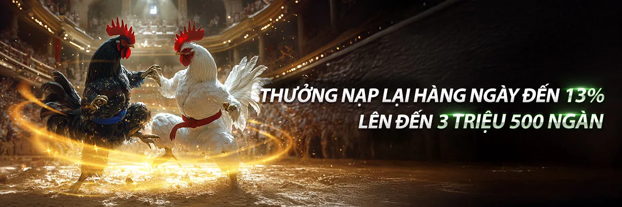 Đá gà kịch tính trong một đấu trường sôi động