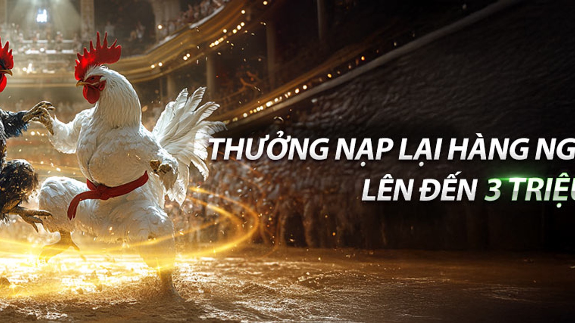 Hình ảnh một trận đá gà casino trực tuyến sôi động