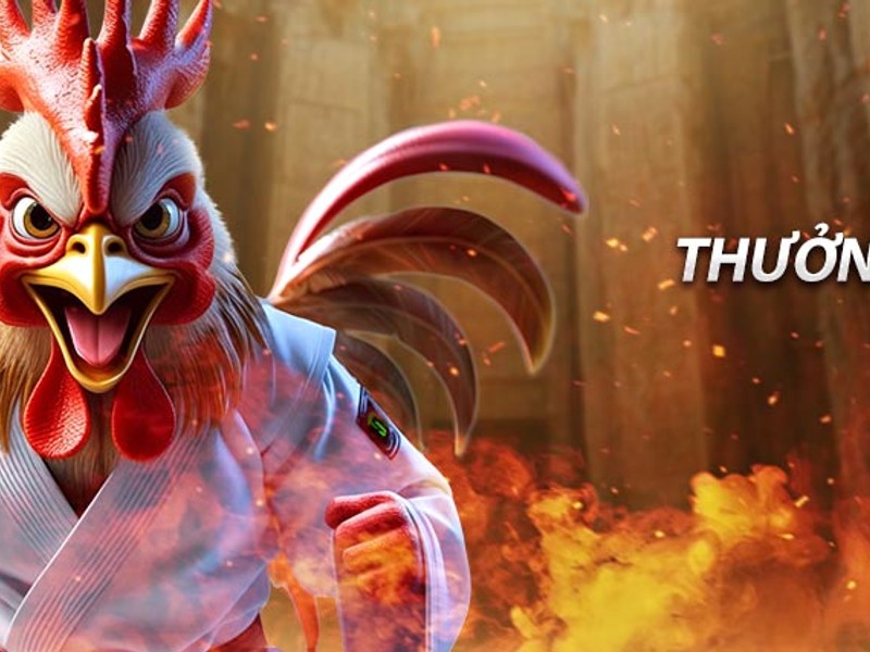 Hình ảnh cận cảnh cựa sắt được gắn vào chân gà, nhấn mạnh tính chất nguy hiểm và kịch tính của loại hình đá gà này.